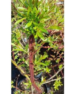 Salix udensis 'Sekka' / Saule à bois plat de Sakhaline
