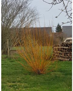 Salix viminalis  / Osier des vanniers