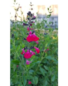 Salvia microphylla 'Cera Potosi' / Sauge à petites feuilles