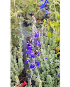 Salvia chamaedryoides 'Silver Leaves' / Sauge bleue du Mexique
