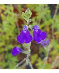 Salvia chamaedryoides / Sauge bleue du Mexique