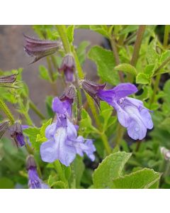 Salvia chamelaeagna / Sauge prostrée