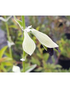 Salvia discolor / Sauge cassis