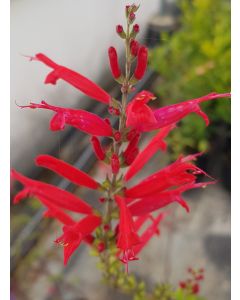 Salvia elegans / Sauge ananas