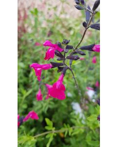 Salvia microphylla 'Pink Blush' / Sauge arbustive