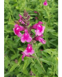 Salvia greggi MIRAGE 'Soft Pink'® / Sauge arbustive rose clair