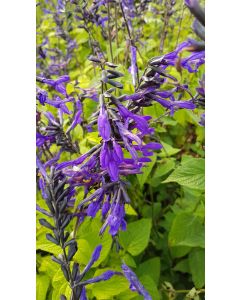 Salvia guaranitica ‘Black and Bloom’ / Sauge du Paraguay