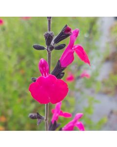 Salvia lemmonii var. wislizenii / Sauge arbustive