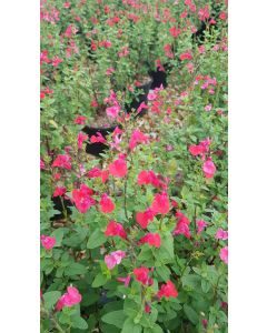 Salvia microphylla 'Grahamii Rose' / Sauge de Graham