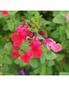 Salvia microphylla 'Grahamii Red' / Sauge de Graham