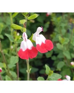 Salvia microphylla 'Hot Lips' / Sauge à petites feuilles