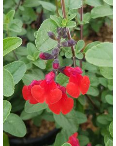 Salvia microphylla 'Royal Bumble' / Sauge à petites feuilles