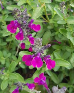 Salvia x jamensis VIOLETTE DE LOIRE® 'Barsal' / Sauge arbustive violette