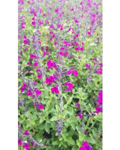 Salvia microphylla 'Violette' / Sauge à petites feuilles