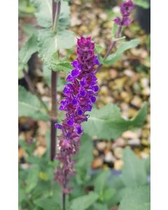 Salvia nemorosa 'Caradonna' / Sauge des bois