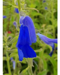 Salvia patens 'Blue Angel' / Sauge gentiane 