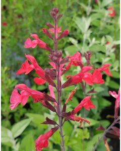 Salvia x jamensis 'Flammenn'® / Sauge arbustive rose