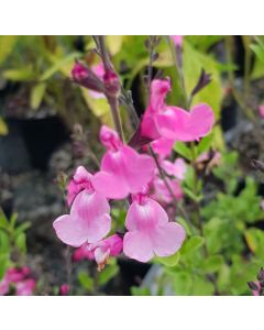 Salvia x jamensis 'Lily Rose' / Sauge arbustive rose