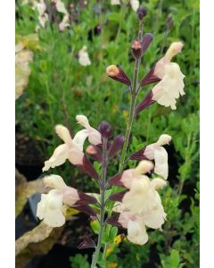 Salvia x jamensis 'Melen'® / Sauge arbustive jaune crème
