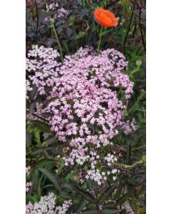 Sambucus nigra BLACK LACE ® 'Eva' / Sureau pourpre