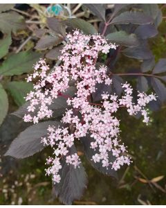 Sambucus nigra BLACK TOWER ® 'EIFFEL 1' / Sureau colonnaire