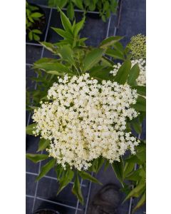 Sambucus nigra 'Sampo' / Sureau noir à gros fruits 