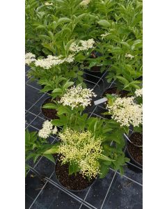 Sambucus nigra / Sureau noir