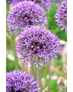 Allium 'Jackpot' (Multi-bulbe) / Ail d'ornement violet