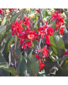 Canna 'Feu Magique' / Balisier panaché