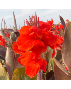 Canna 'Grandiose' / Balisier pourpre