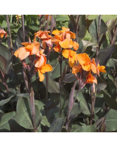 Canna 'Liberté' / Balisier pourpre