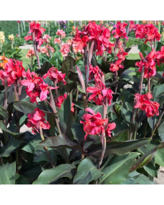 Canna 'Montaigne' / Balisier pourpre