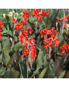 Canna 'Triomphe' / Balisier pourpre