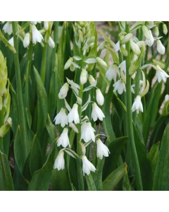 Galtonia candicans / Jacinthe du Cap 