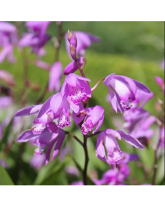 Bletia striata var. hyacinthina / Orchidée Blétille striée