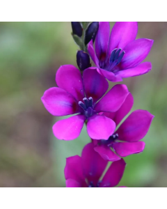 Babiana stricta 'Kew Garden' / Fleur de babouin