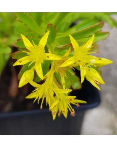 Sedum kamtschaticum var. floriferum 'Bracieux' / Orpin jaune