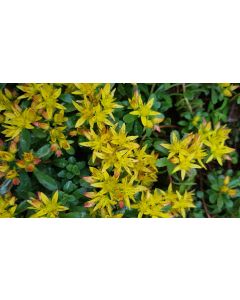 Sedum floriferum 'Weihenstephaner Gold' / Orpin jaune