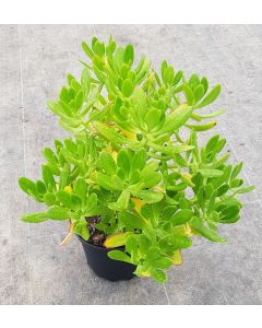Sedum praealtum ssp. Praealtum / Orpin