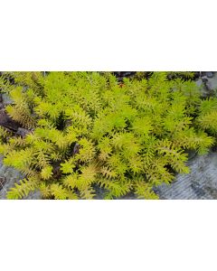Sedum reflexum 'Angelina' / Orpin des rochers jaune