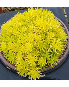 Sedum reflexum 'Yellow Bouquet' / Orpin des rochers jaune