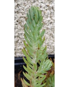 Sedum reflexum 'Blue Spruce' / Orpin des rochers