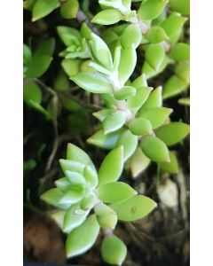 Sedum sarmentosum  / Orpin sarmenteux