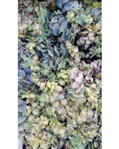 Sedum sieboldii 'Mediovariegatum' / Orpin de Siebold panaché