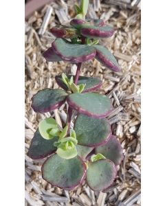 Sedum sieboldii 'Combo Pink' / Orpin de Siebold 