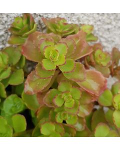 Sedum spurium / Orpin bâtard