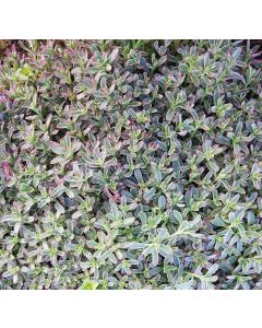 Sedum spurium 'Tricolor' / Orpin bâtard panaché