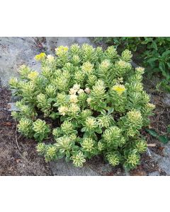 Sedum takesimense 'Atlantis'® / Orpin panaché à fleur jaune