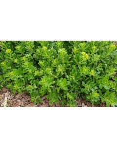 Sedum takesimense / Orpin de Takeshima