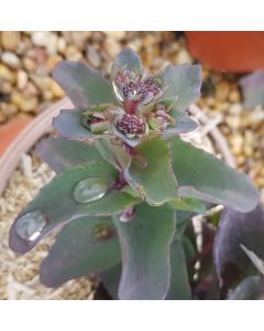 Sedum telephium 'Seduction Hot Rose Dark Stems'